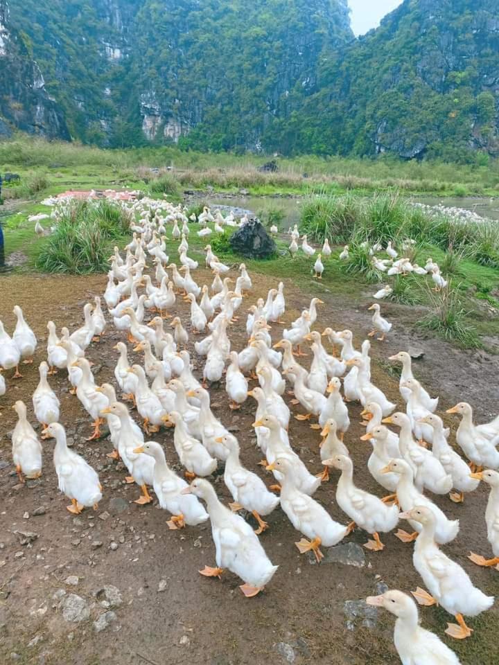 Nha Lua Homestay Ninh Binh Dış mekan fotoğraf